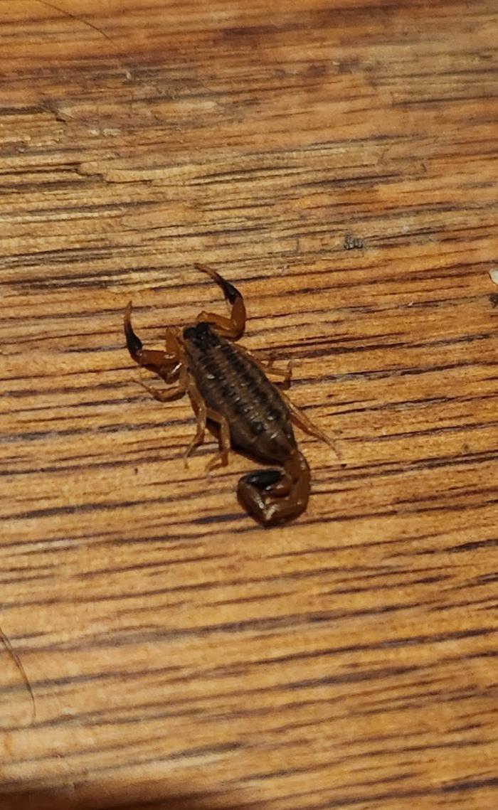 Baby scorpion