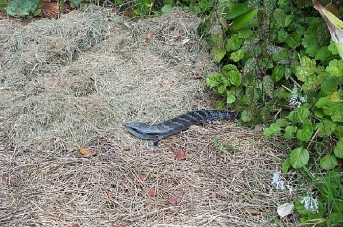 Blue Tongue lizard sunning on mulch