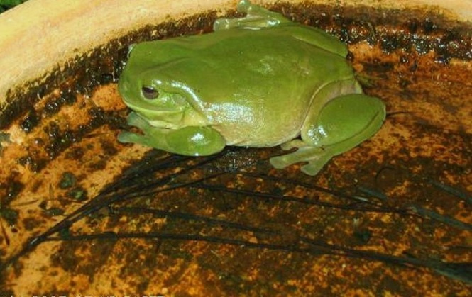 Breeding size tree frog bathing in birdbath