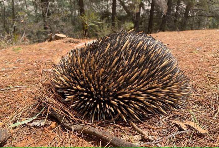Echidna on our back bush block searching for termites