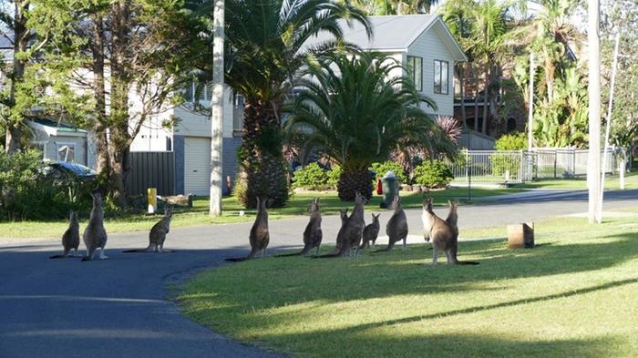 Kangaroo mob on grass verge outside