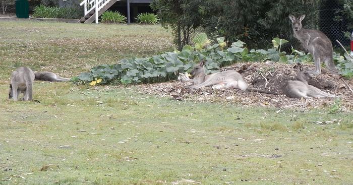 Grey Kangaroos in sunning pumpkin patch