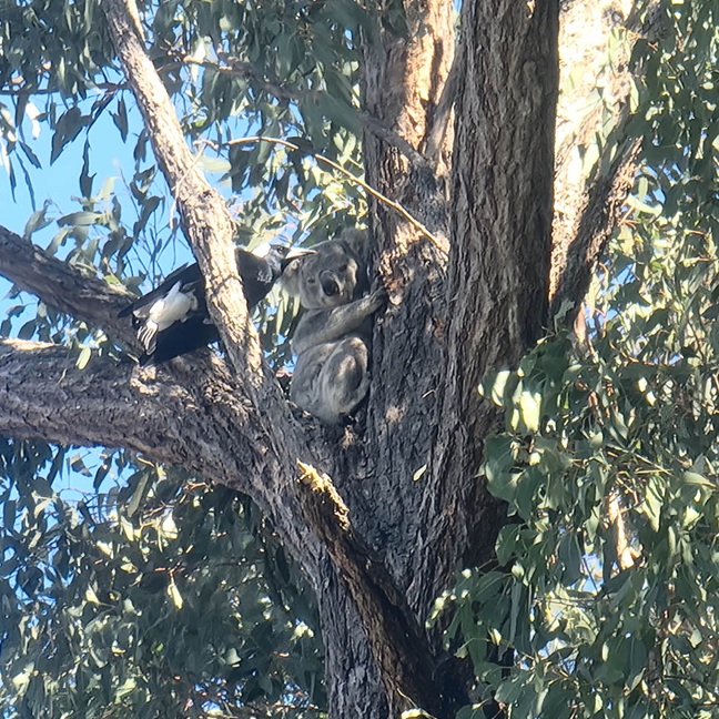 Koala & Magpie sharing Eucalyptus tree