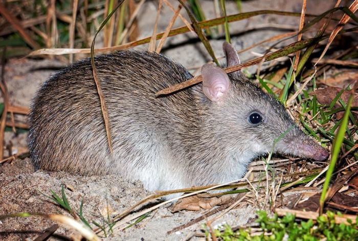 Long-Nosed Bandicoot