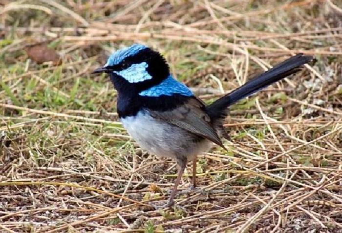 Male Superb Fairy Wren