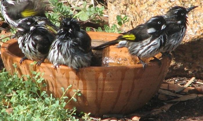New Holland Honeyeaters Bathing