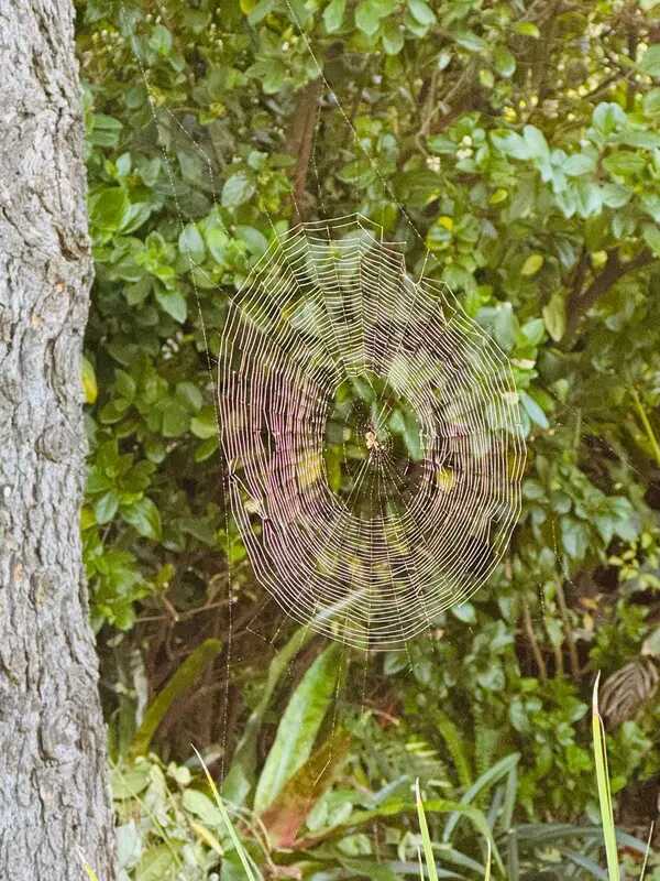 [Thumbnail for Orb-Spider-on-Web.jpeg]