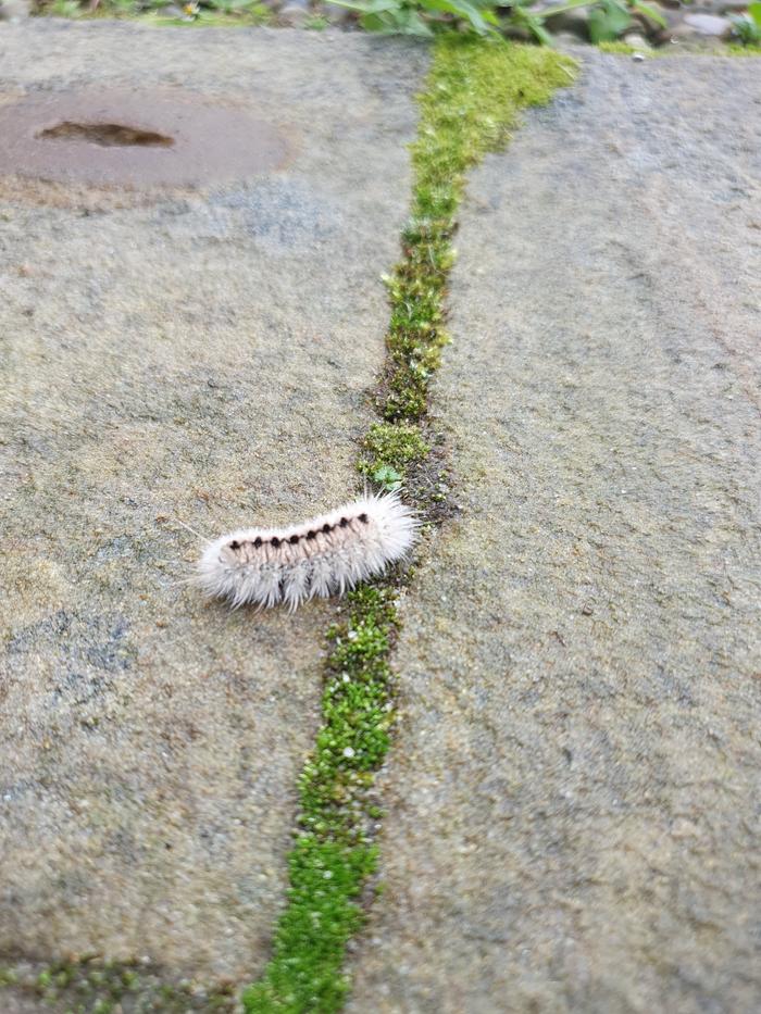 Bug
