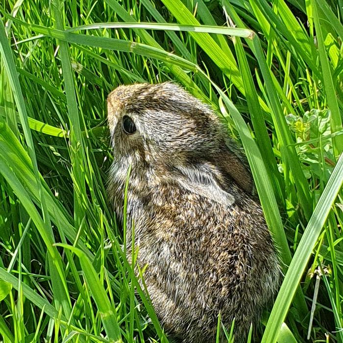 Bunny
