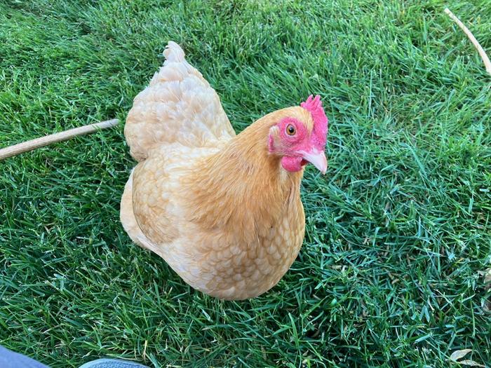 [Thumbnail for Ginger-the-Chicken.jpeg]