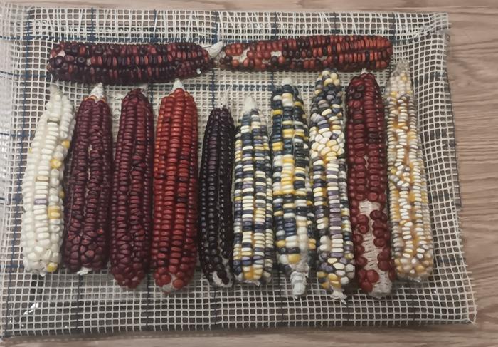 7 to 9 inch heirloom corn ears
