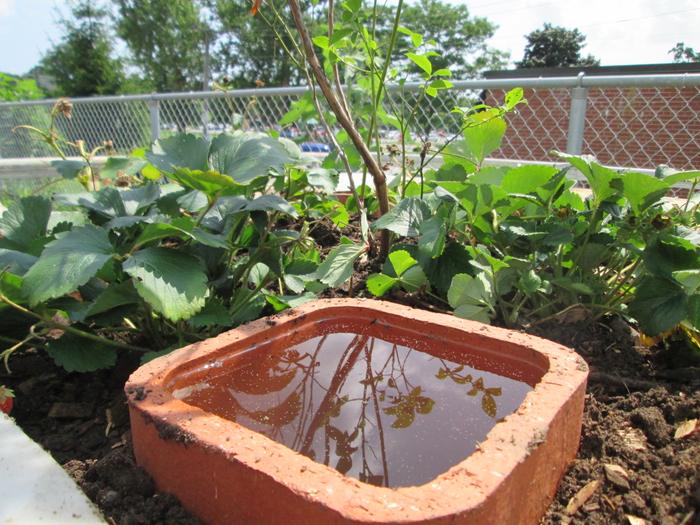Clay pipe as an olla for holding water