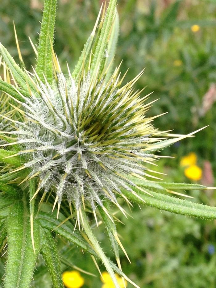 [Thumbnail for Thistles.jpeg]