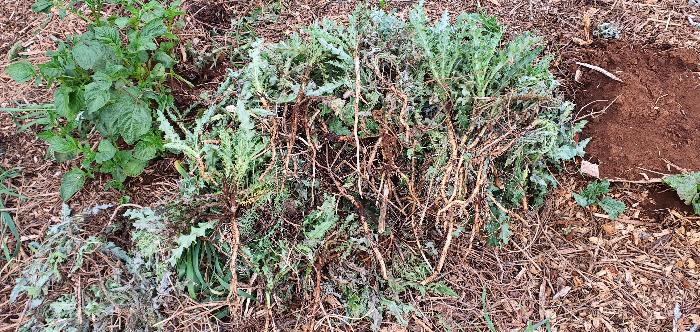 the results of just one session of thistle removal