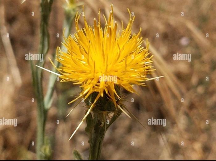 Yellow star thistle flower