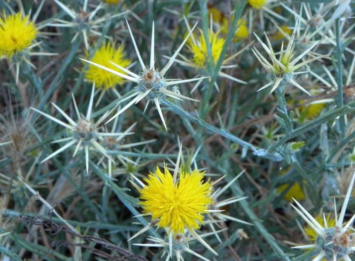 Yellow star plant 