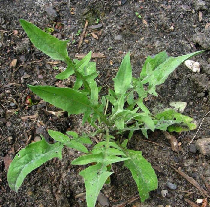 Yellow star young plant
