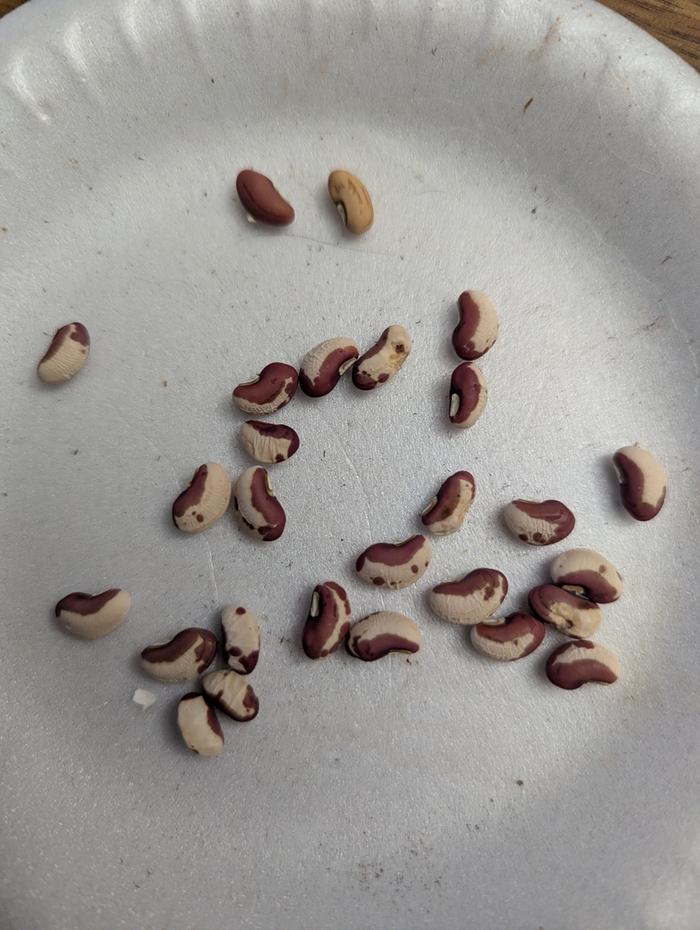 The top two are what the Beans usually look like 