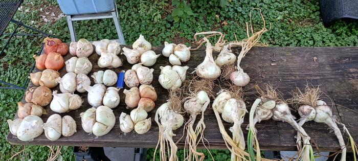 harvest of multipier onions grown from seed