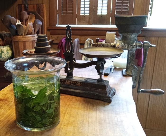 dyer's knotweed leaves in water with vinegar