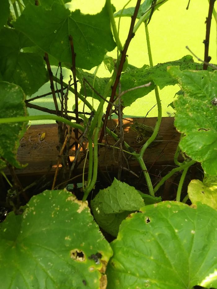 Frog hiding in the cucumbers