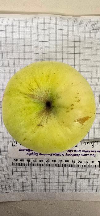 Cooking apple