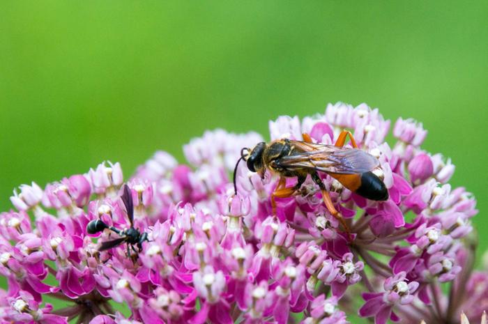 [Thumbnail for great-golden-digger-wasp.jpg]