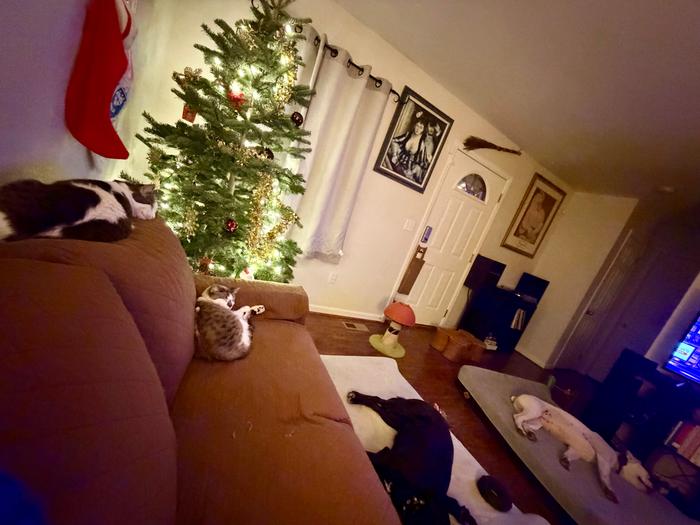 Fur babies 