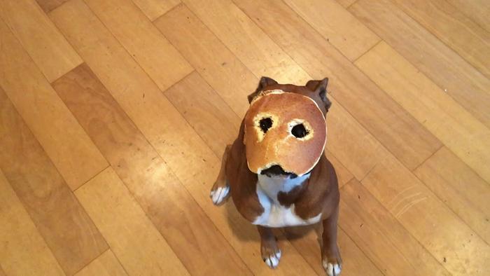 [Thumbnail for pancake-dog.jpg]