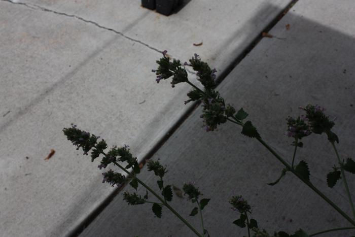 [Thumbnail for good-flower-picture.jpg]