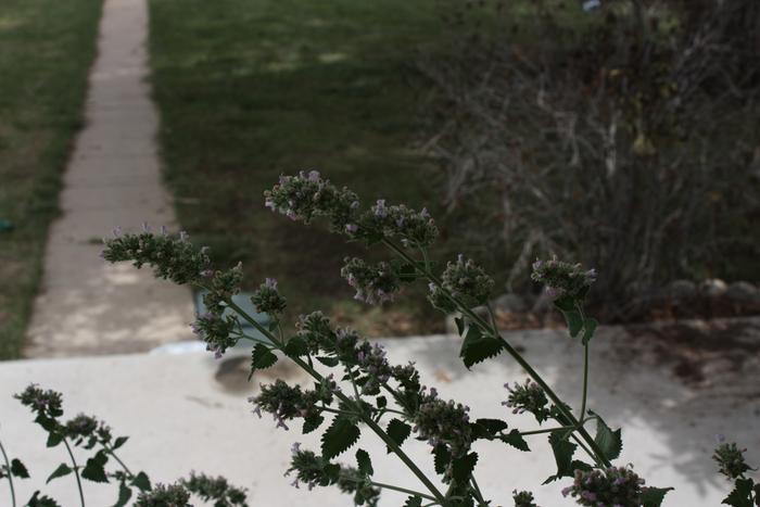 [Thumbnail for good-flower-picture-2.jpg]