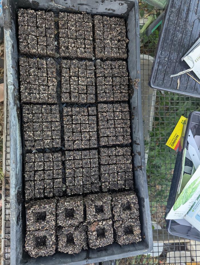 soil blocks planted 9/3/26 1 seedling 