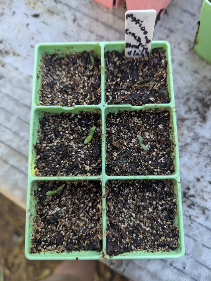 marigolds planted a week before the pot