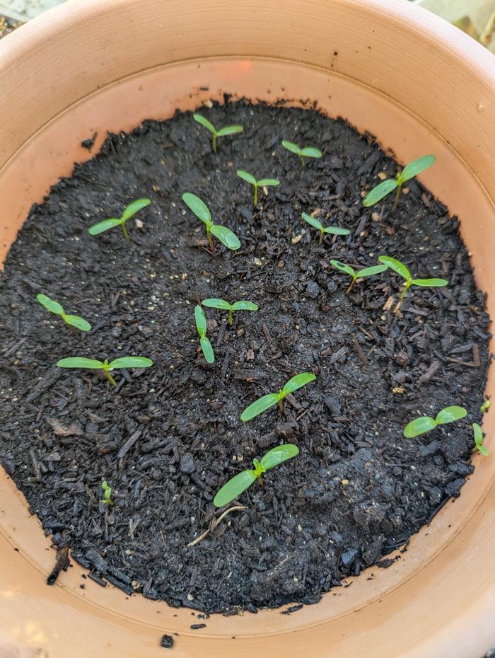 same marigold picture taken the same day but planted a week later 