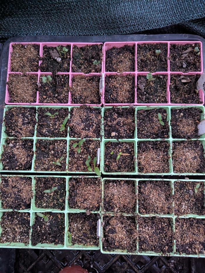 crummy germination 