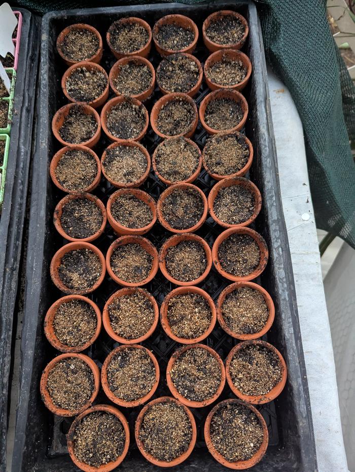2" terracotta pots
