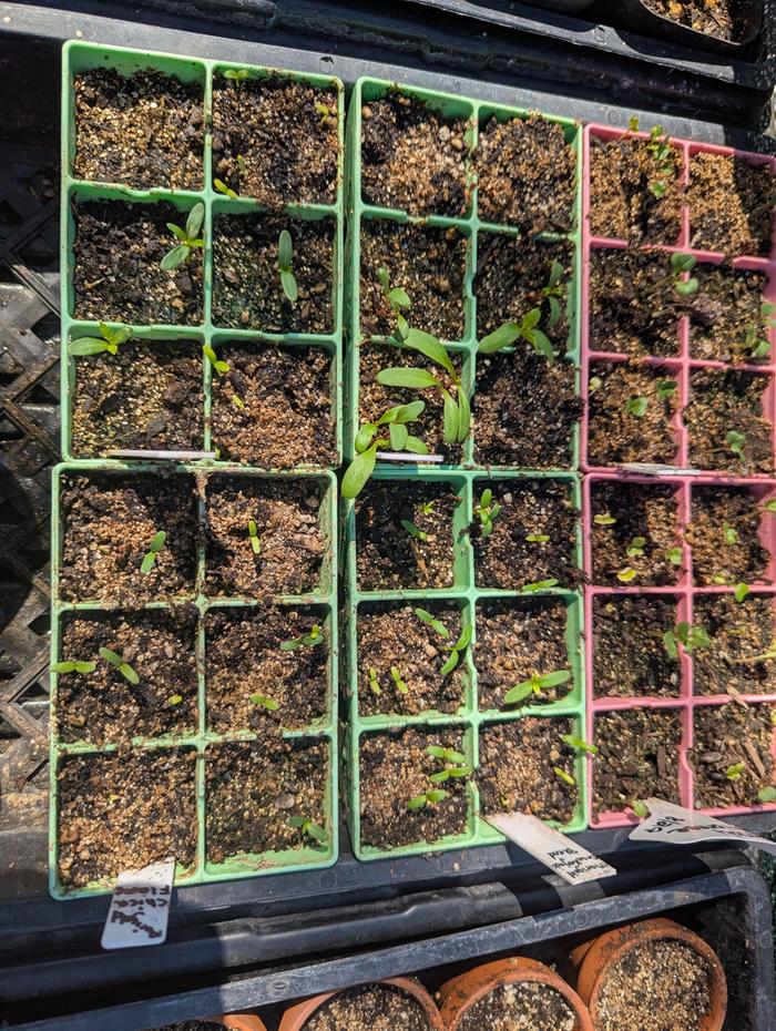 old tray, with empty cells replanted 