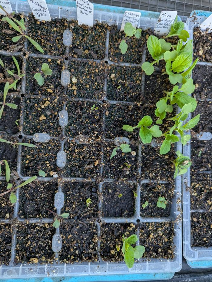 hard to see , but a new row of seedlings 