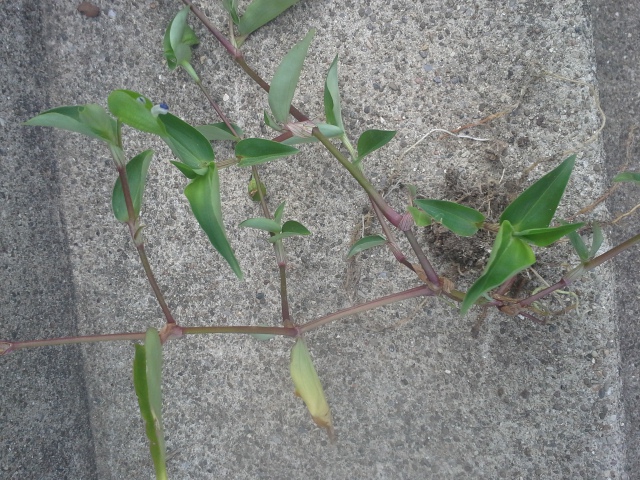 [Thumbnail for 20140804_153115.jpg]