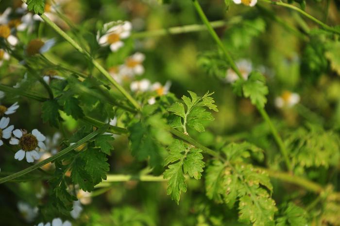 [Thumbnail for Mystery-Plant-015.jpg]