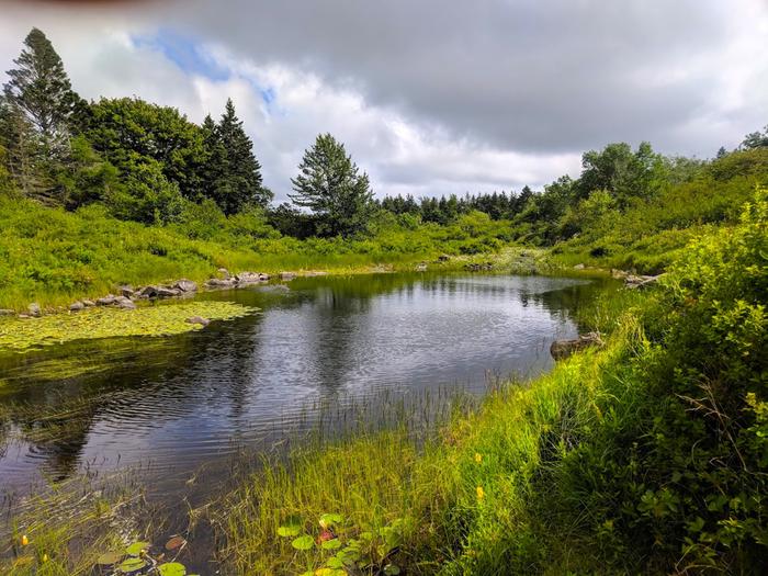 One of the water and meadow areas on the nearly 50-acre property.