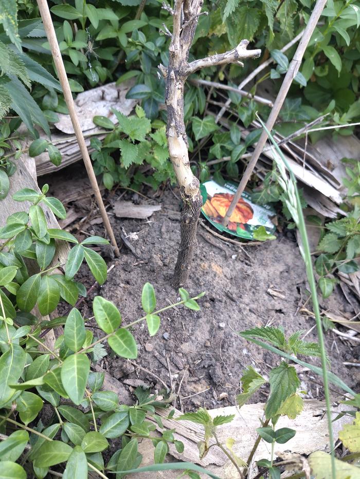 Orange tree resprouting after winter frosts and 'some' slug and heat damage.
