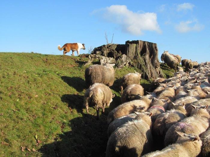 collie dog gathering sheep