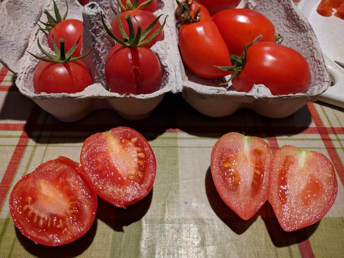 plum tomato harvest