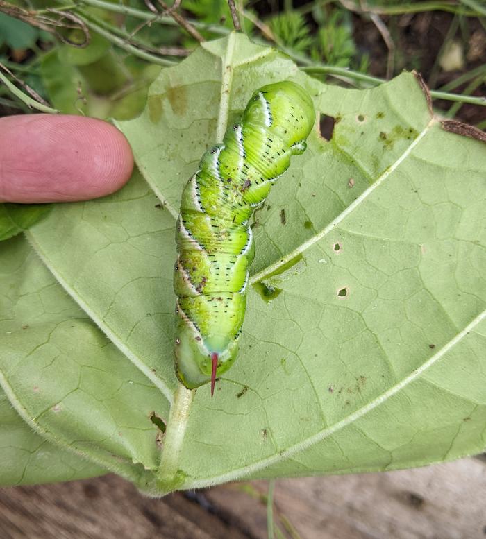 Tobacco Hornworm