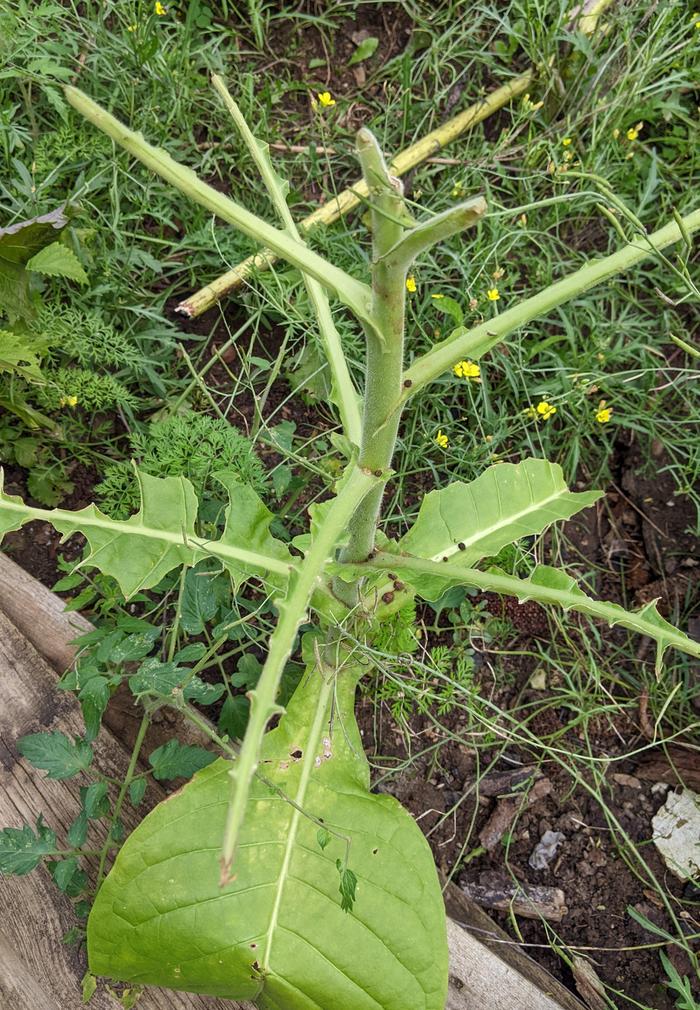 Tobacco leaf eaten by hornworm