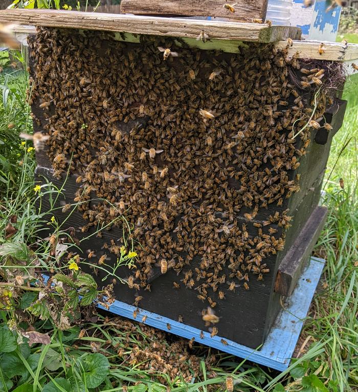 Robber bees