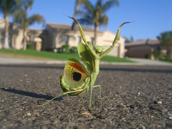 [Thumbnail for PreyingMantisLikeBug.jpg]