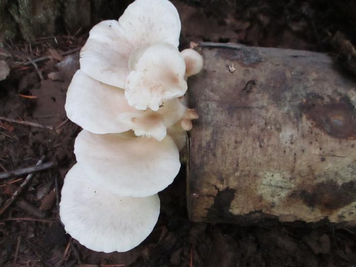 Summer White Oyster on red alder