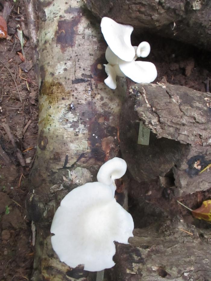 more Summer White Oyster